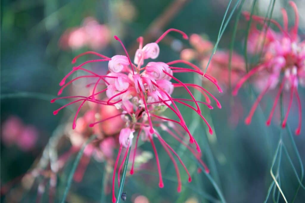 fleur de lys araignée rouge