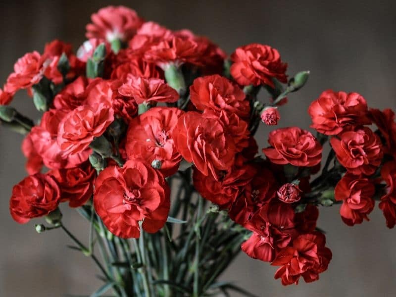 œillet rouge
