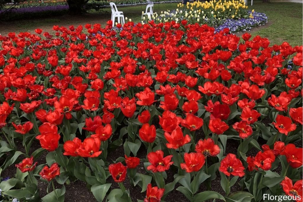 tulipes rouges