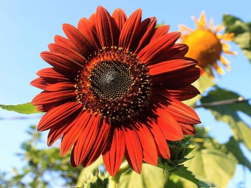 reine de velours tournesol