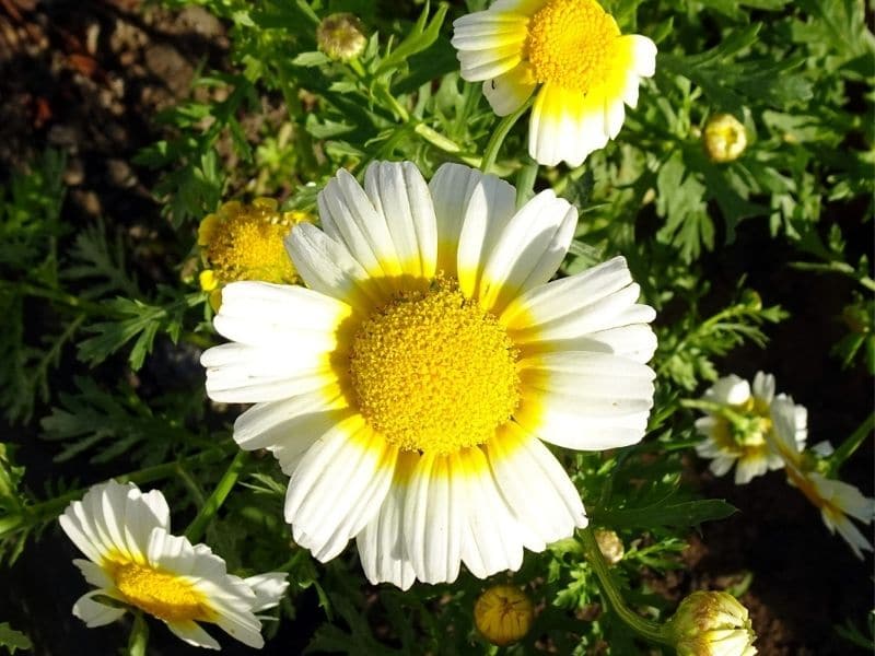 chrysanthème blanc à centre jaune
