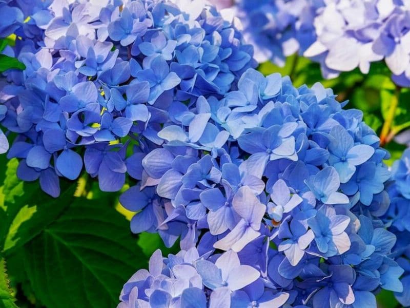 hortensia bleu