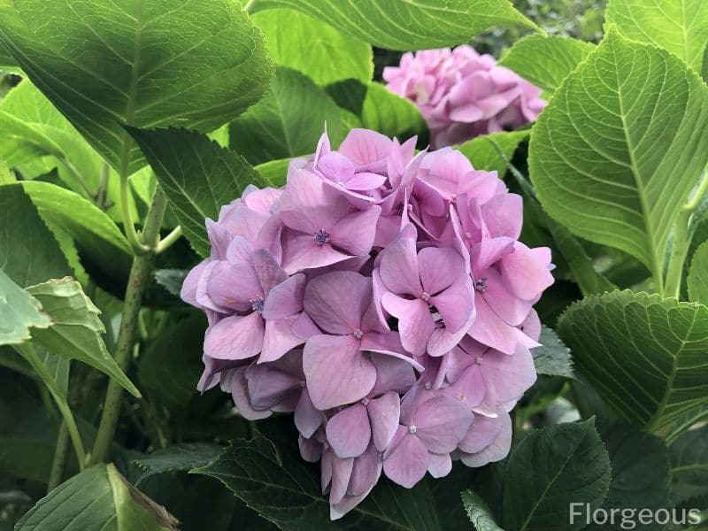 signification de l'hortensia pourpre