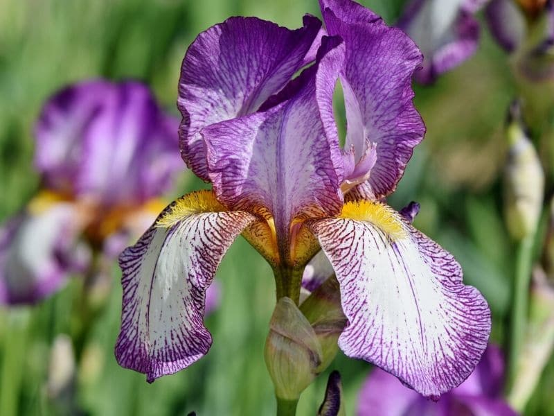 iris pourpre