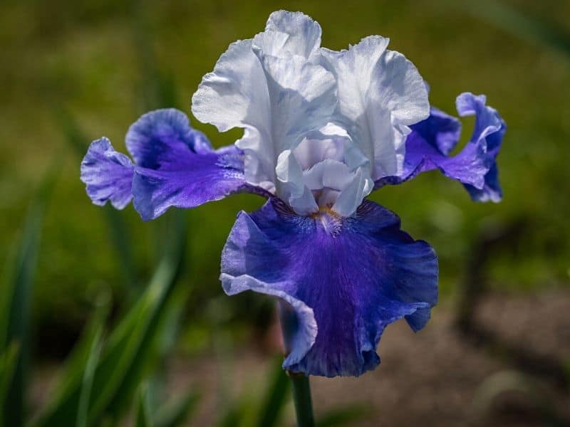 iris bleu blanc