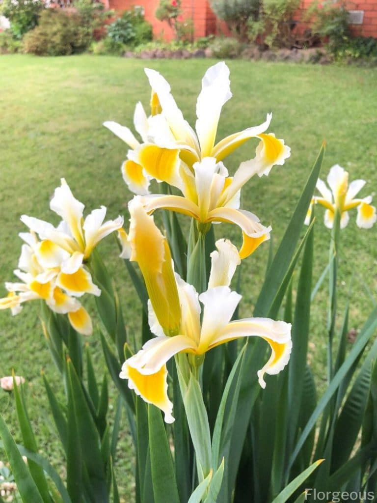 signification de la fleur d'iris