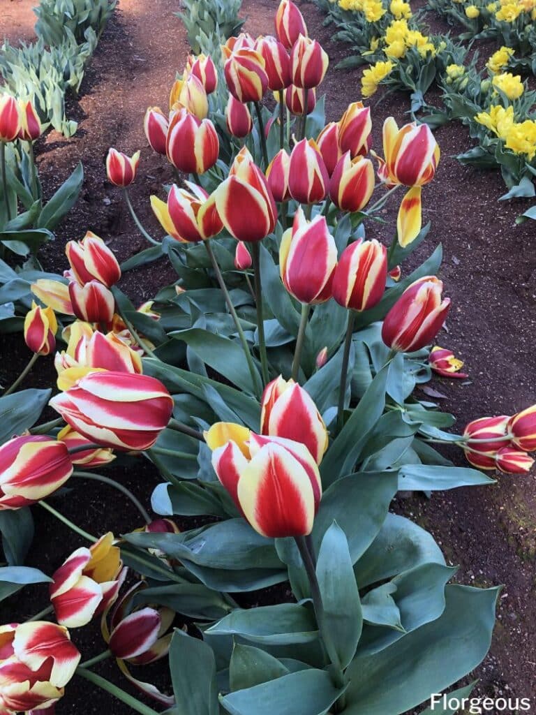 plantes tulipes