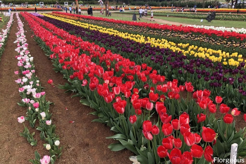 rangs de tulipes