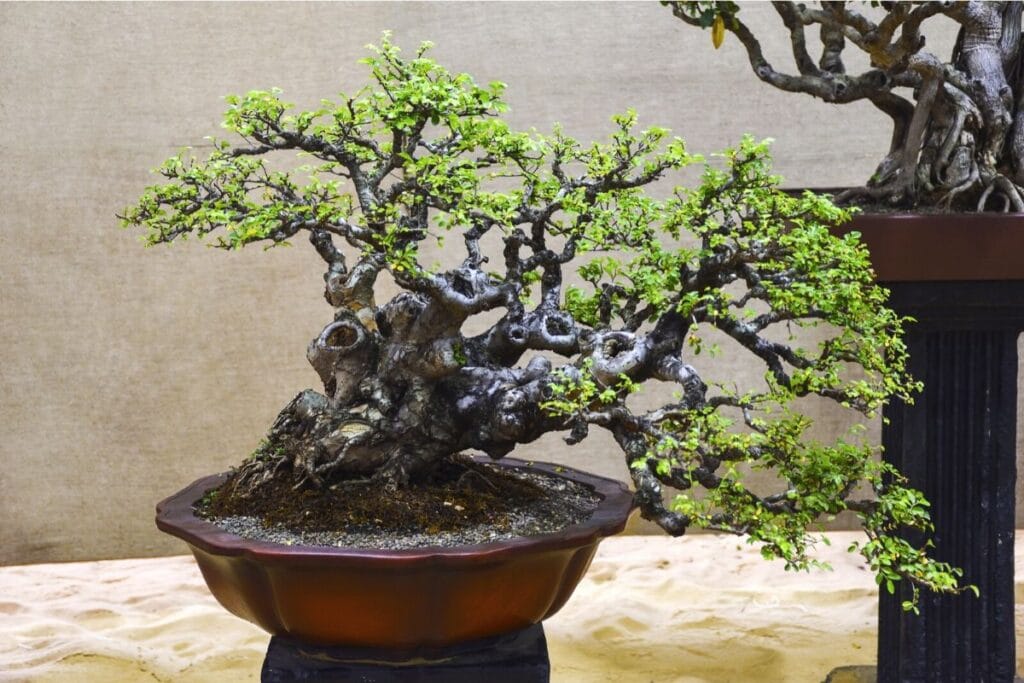 Bonsaï d'orme chinois