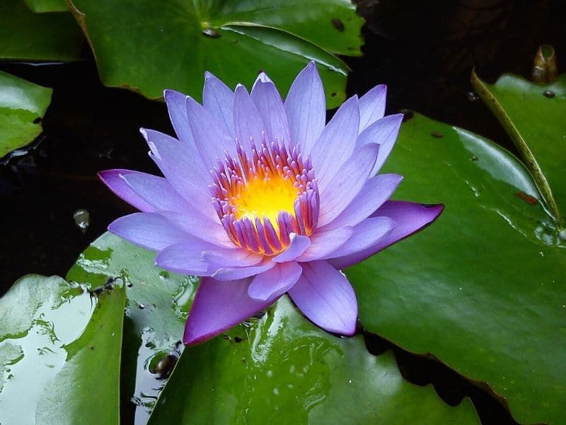nénuphar wiolet clair