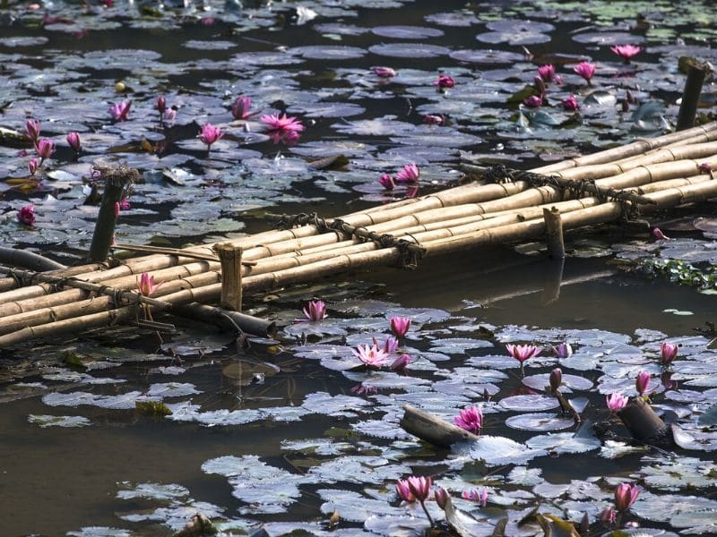 pont en bambou au-dessus d'un étang de nénuphars