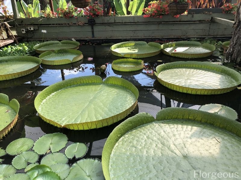 feuilles de nénuphar géant