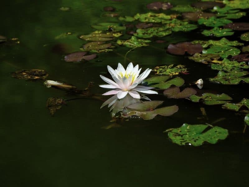nénuphar blanc
