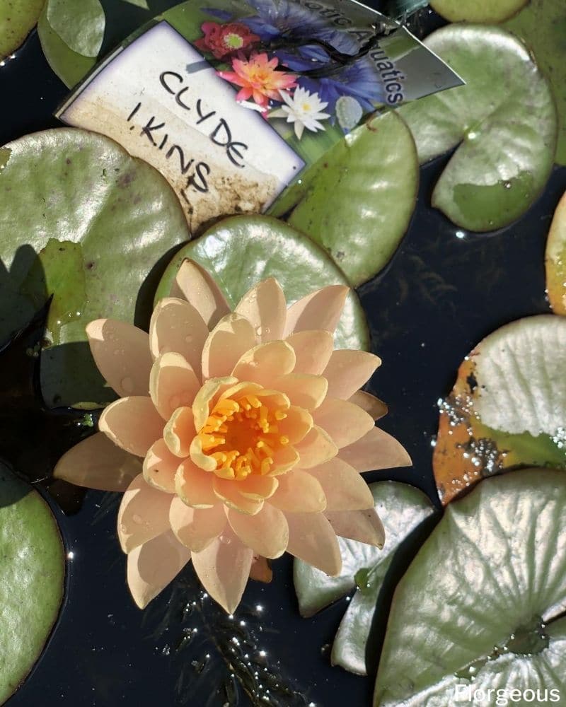 fleur de nénuphar orange