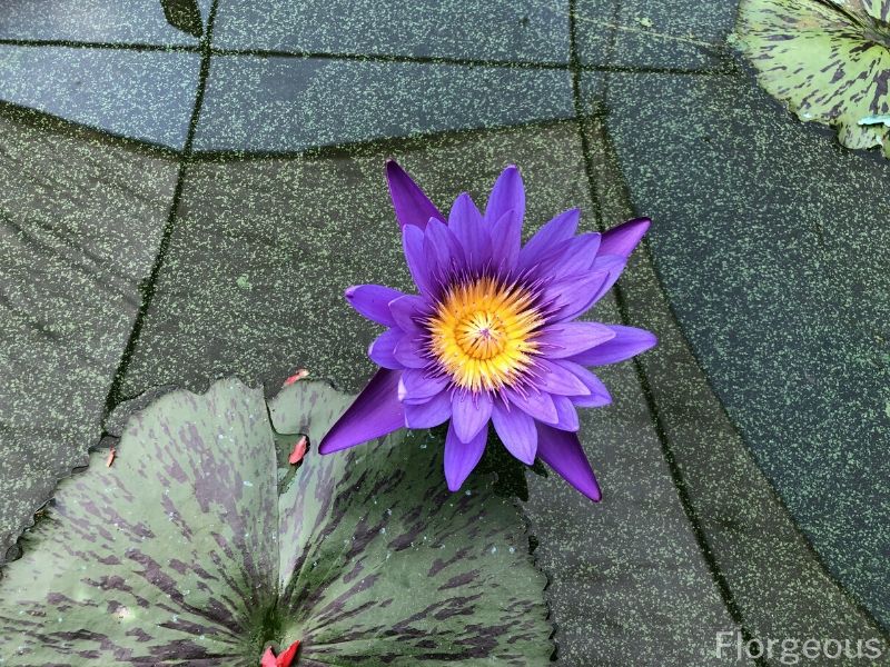 nénuphar bleu clair