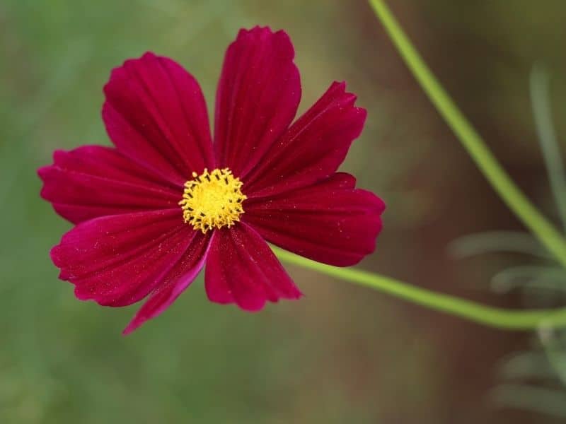 gazebo rouge cosmos