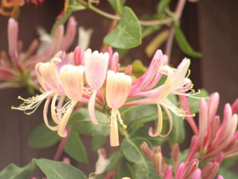 chèvrefeuille rose