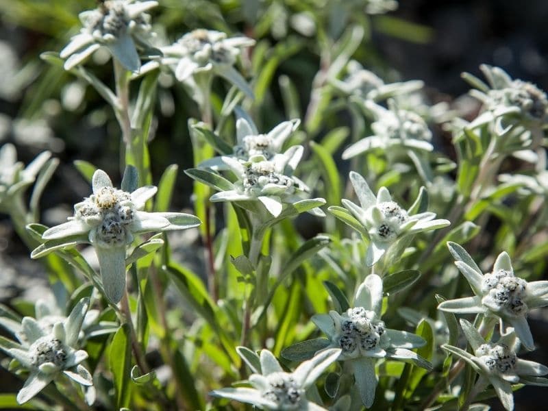 Fleurs d'edelweiss en été