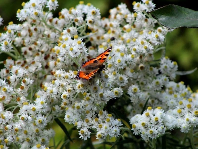 edelweiss de sibérie