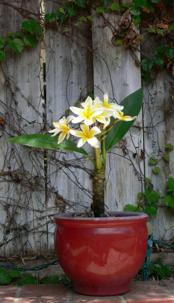 plumeria en pot