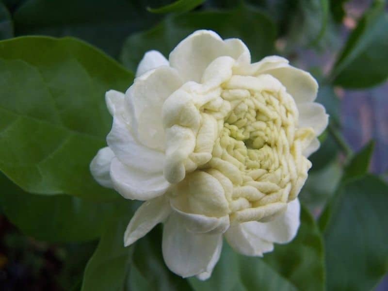 jasmin sambac