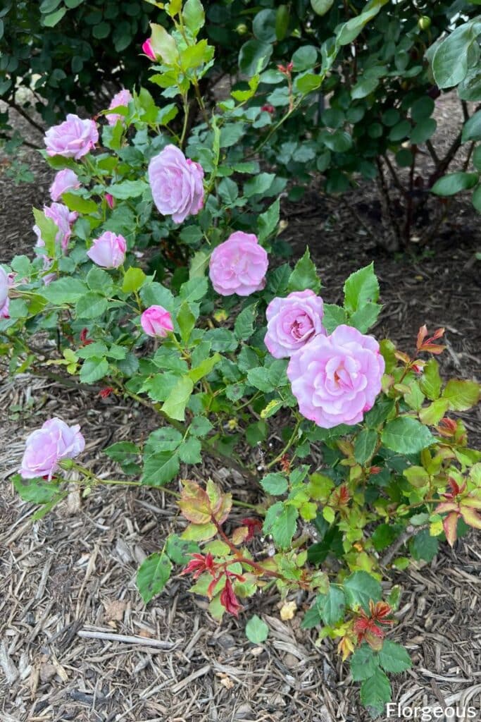 rosier pourpre