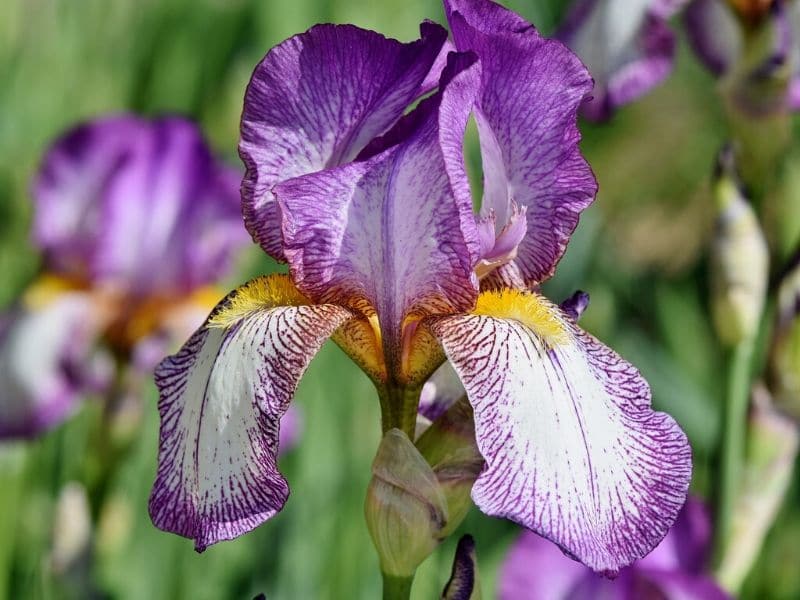 fleur d'iris barbu
