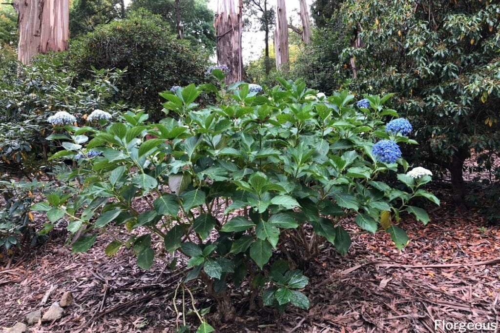 buisson d'hortensias bleus