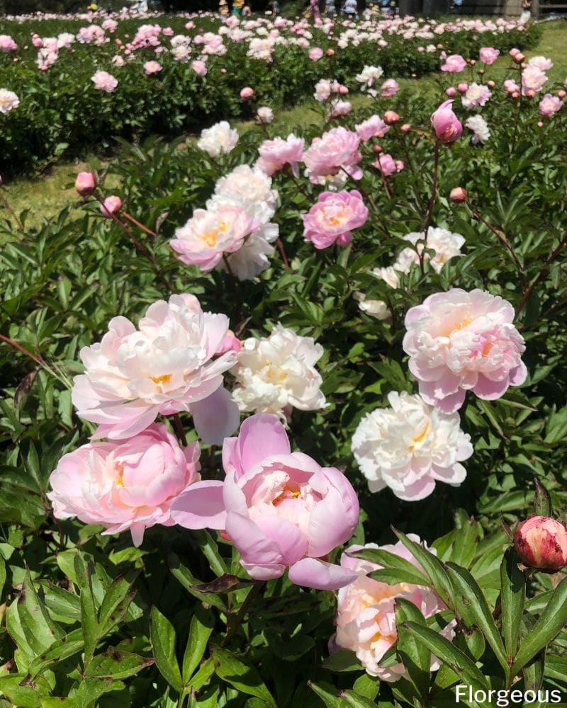 pivoines blanches roses