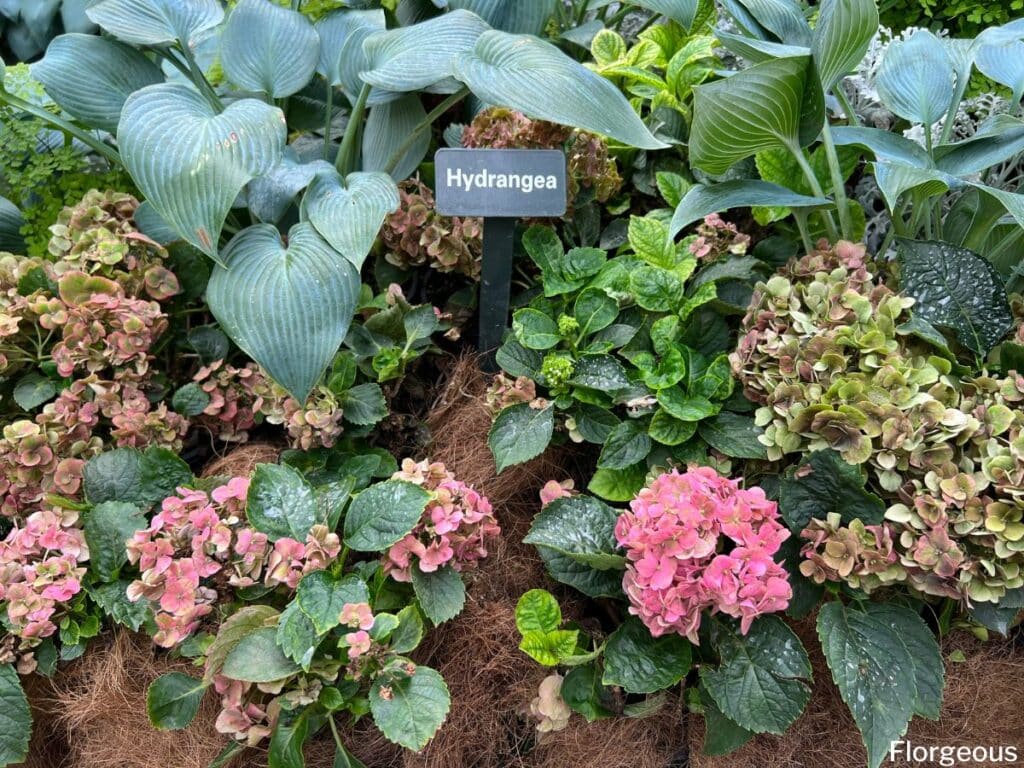 hortensias et hostas