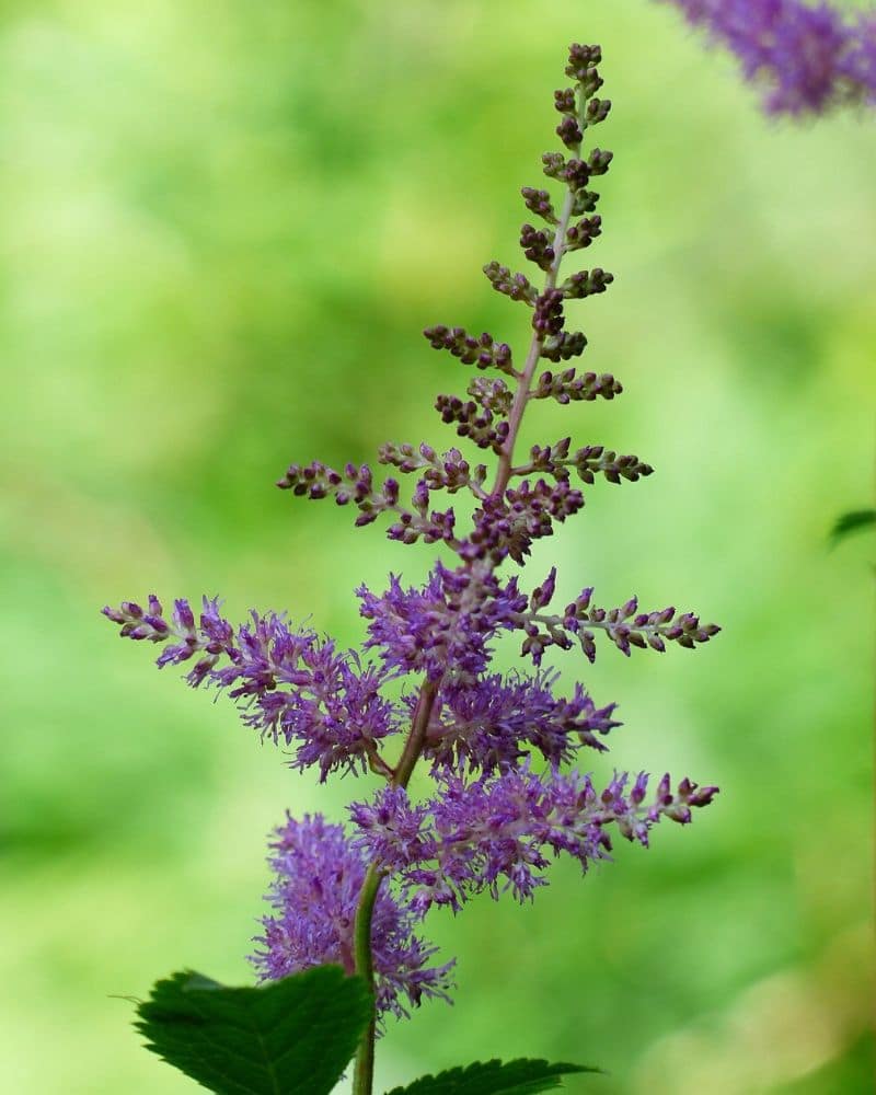 astilbe pourpre
