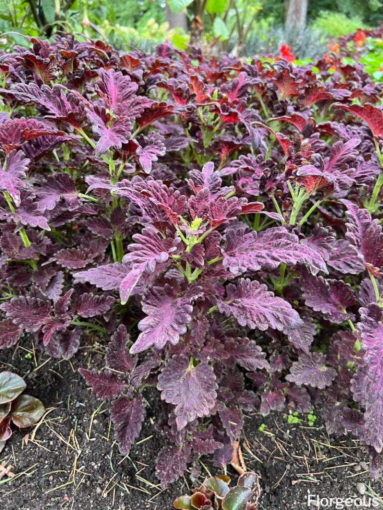 plantes de coleus