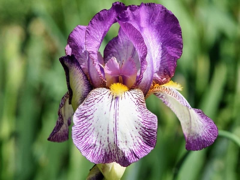 iris blanc violet