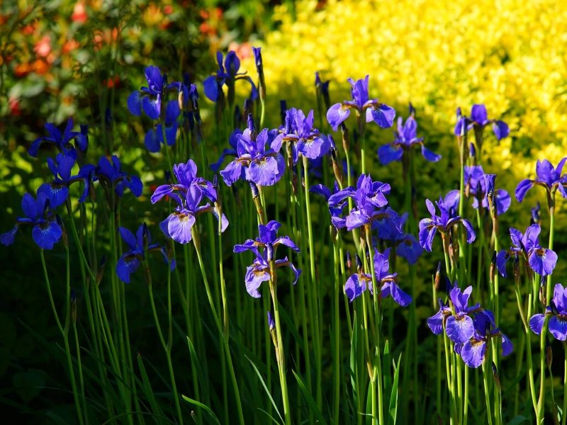 fleurs d'iris violettes