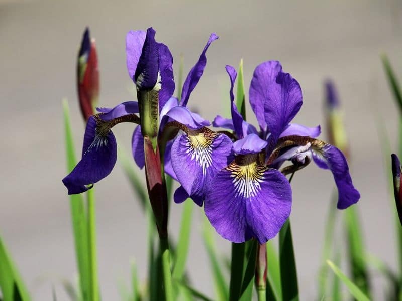 iris pourpre