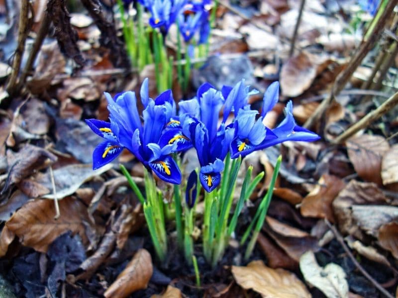 iris reticulata