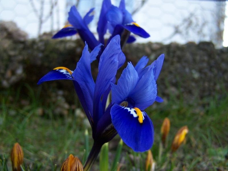 fleur d'iris à crête