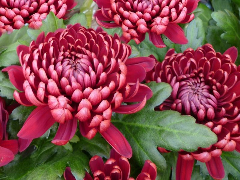 chrysanthème rouge