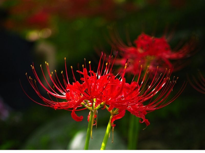lycoris rouge