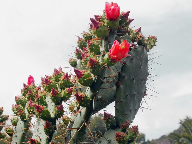 figue de barbarie rouge