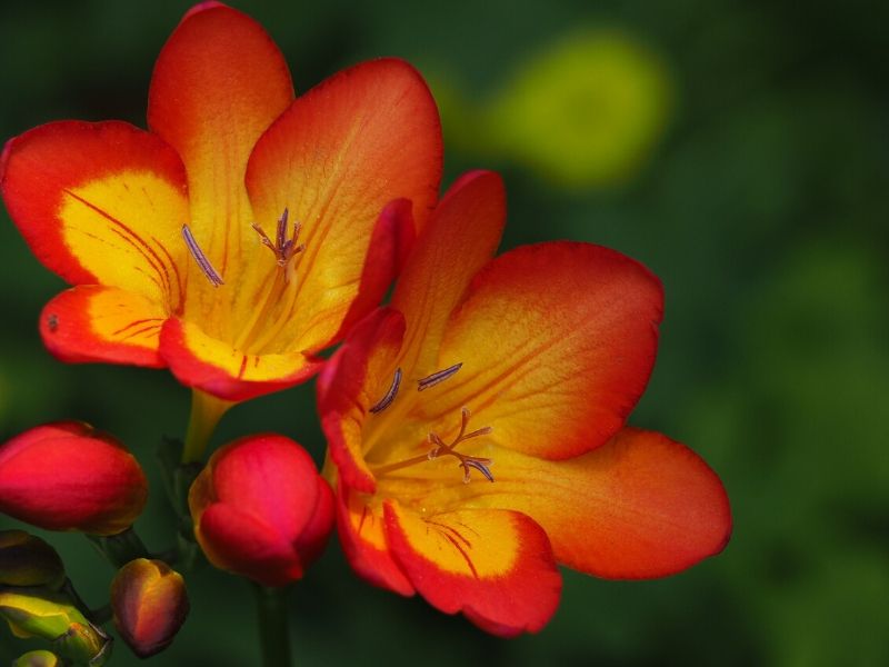 freesia rouge