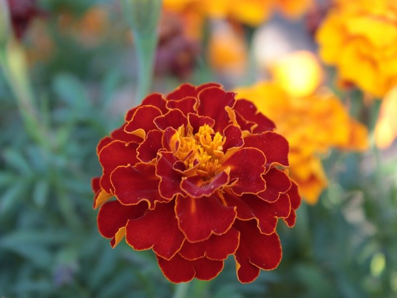 rouge orange marigold