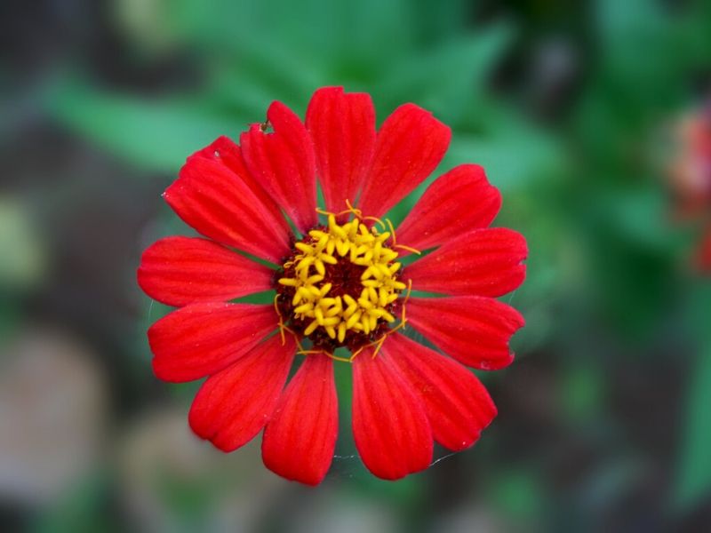 zinnia rouge