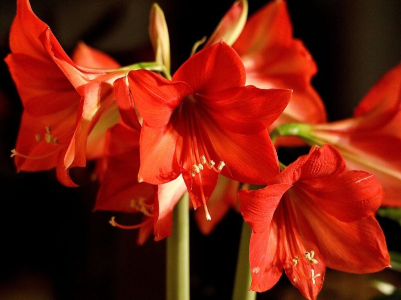 amaryllis rouge orange