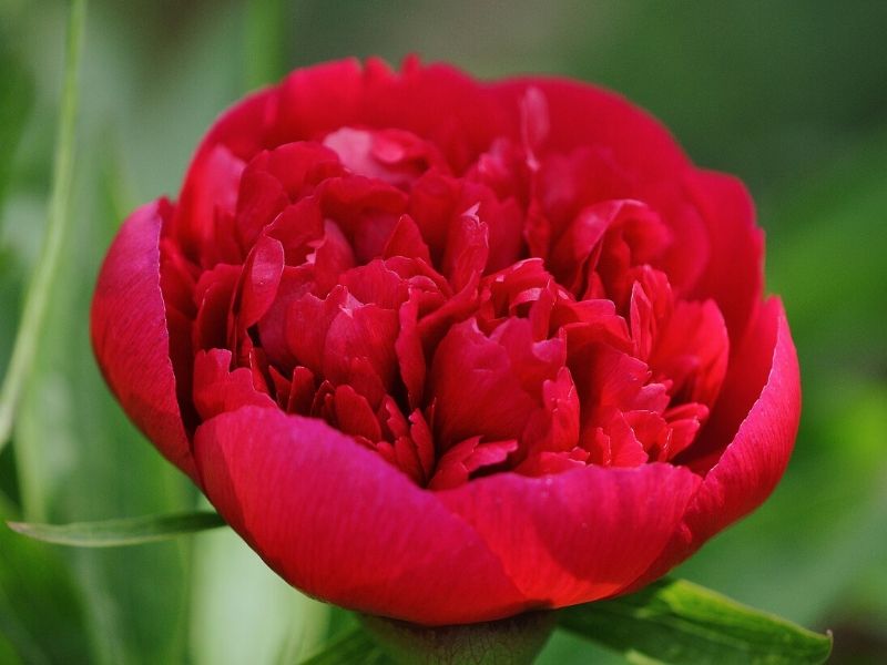 pivoine rouge