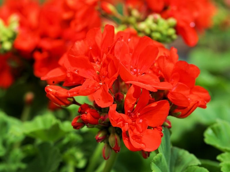 géranium rouge
