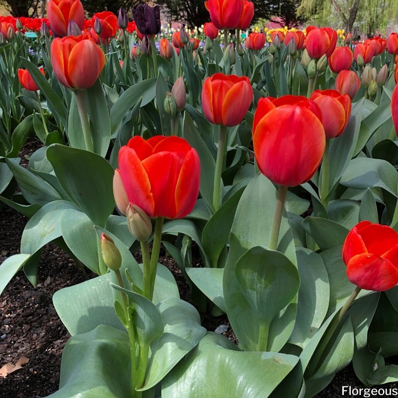 tulipes rouges orange
