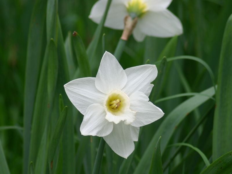 narcisse 'Mount Hood