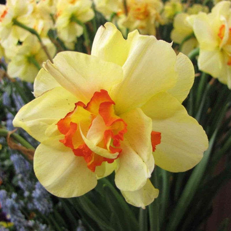 Narcisse 'Tahiti