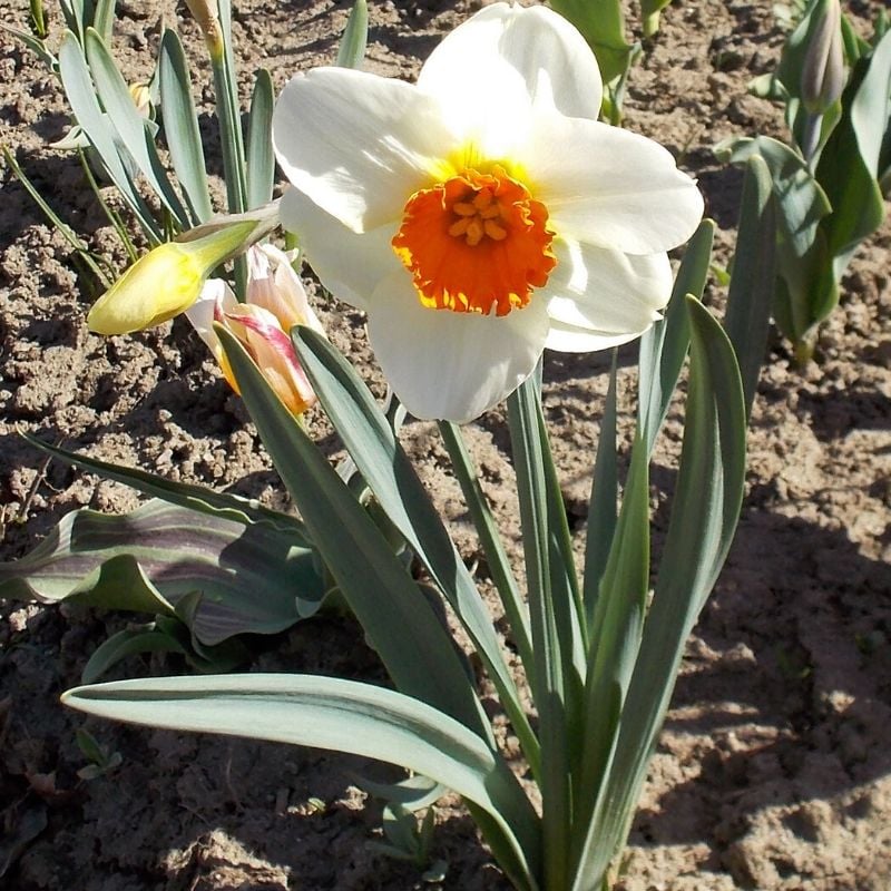 Narcisse 'Barrett Browning'.